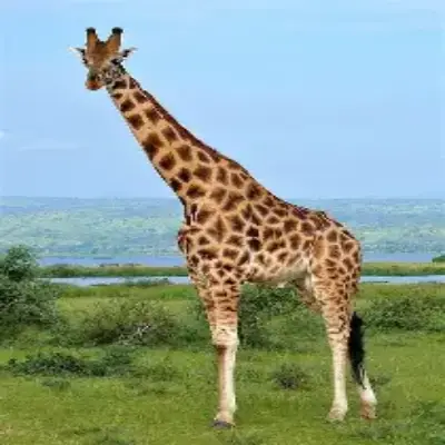Twiga